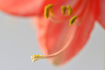 Amaryllis flower, pistil with seeds - obrazy, fototapety, plakaty