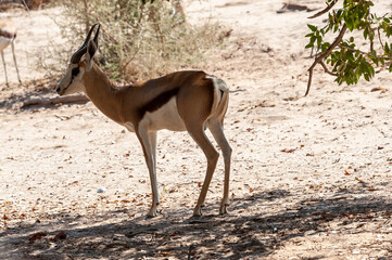 Closeup of an Impala grazing on the plains of Etosha National Park, Namibia