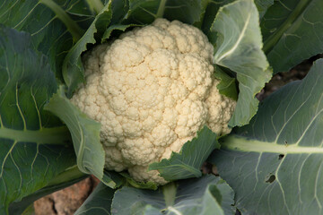 
Fresh Cauliflower the raw vegetable grows in organic soil in the garden. Organic farming of fresh cauliflower plantation.  Natural Agriculture Background view.