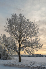 Beautiful frozen tree covered with snow on a yellow cloudy sky background on an early winter morning. Extremely cold winter in Estonia.