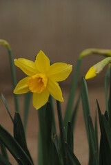 yellow daffodils