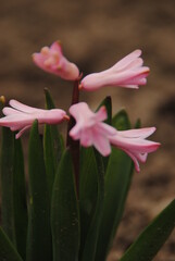 pink and white flower