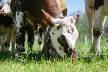 Calf grazing 