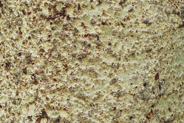 Close-up of bark on a white tree. Old tree. many years old. macro photography. multi use. blog. article. background or backdrop.                          