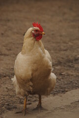 chicken