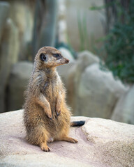 Erdmännchen sitzt auf Felsen und schaut zur Seite