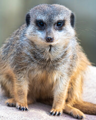 Erdm&auml;nnchen als Closeup schaut in die Kamera