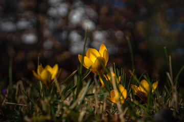 gelbe Krokusse im Gras bei Abendlicht im Winter