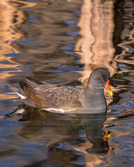 teichralle auf Wasser mit Reflektionen