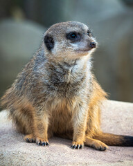 Erdm&auml;nnchen auf Felsen schaut sich um