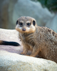 Erdmännchen schaut putzig in die Kamera