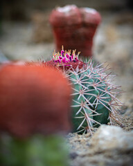 Kaktus mit Bl&uuml;te freigestellt