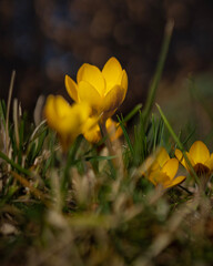 gelber Krokus im Winter als Fr&uuml;hlingsbote