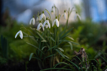 Schneegl&ouml;ckchen im Winter als Fr&uuml;hlingsboten
