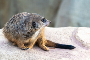 Erdmännchen auf Felsen schaut sich um