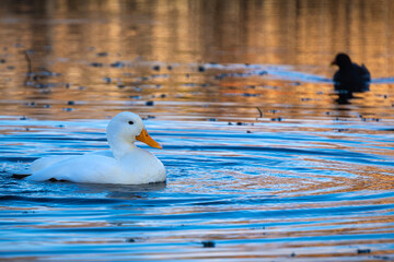 wei&szlig;e Ente auf einem Teich im Abendlicht