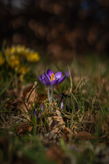 lila Krokus im Gras