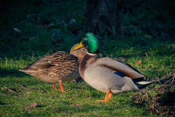 Enten Pärchen auf Gras