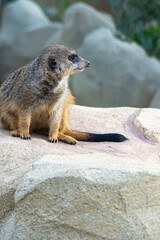 Erdmännchen auf einem Felsen