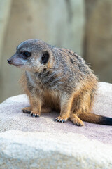 Erdm&auml;nnchen auf Felsen