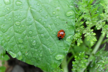 FU 2021-06-05 Pflanzen 77 Auf dem grünen Blatt ist ein Marienkäfer zwischen Wassertropfen