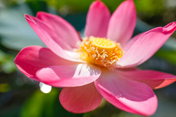 Pink lotus blossom close-up. Water lily flowers blooming on pond