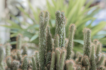 Close up of green cactus background group with shallow depth of field, small cactus tree houseplants