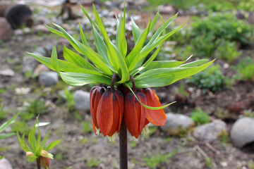 orange flower in the garden