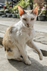 
Injured cat with only a blemish in the eye