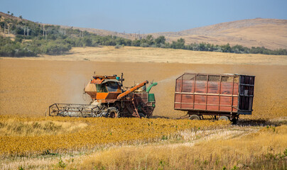 Harvesting, the harvester machine is harvesting, plowing the land. Industrial farming and farming....