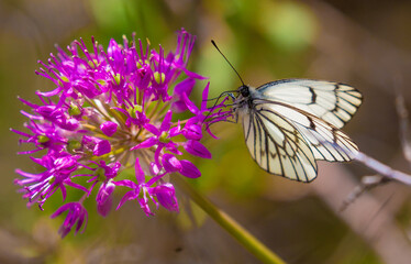 Butterfly on a flower. A flock of butterflies by the water. Colorful spring background with copy space. Spring and ecology concept.