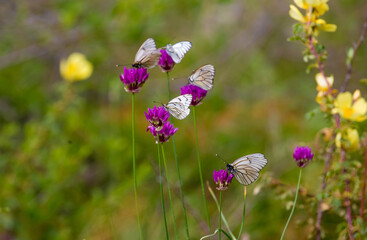 Butterfly on a flower. A flock of butterflies by the water. Colorful spring background with copy space. Spring and ecology concept.