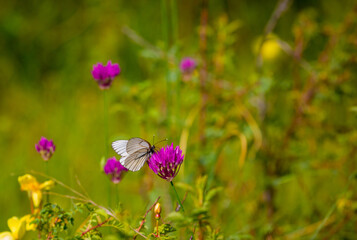 Butterfly on a flower. A flock of butterflies by the water. Colorful spring background with copy...