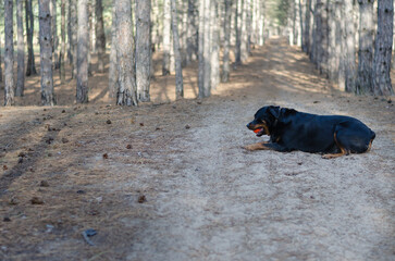 A large black dog lies in a pine forest with a toy.