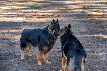 Two young dogs frolic in a pine forest. A male and a female German Shepherd play, chase, sniff, run and study each other. Without leashes. Animal socialization. Blurred motion.