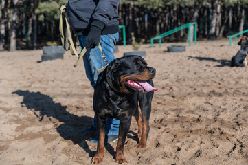 Bottom section of a man standing with a large black dog on a leash. The owner and a Rottweiler dog standing on the training area. Special area for dog agility training. Sport. Outdoors. Pets.