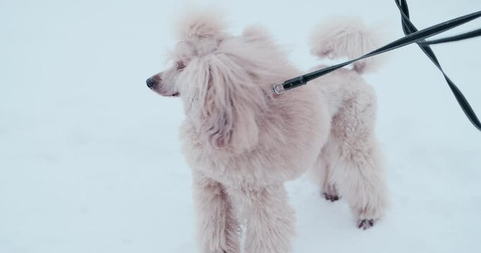 Two dogs, a red small or medium poodle, are outside in winter, the owner keeps them on a leash. One dog is kind, and the other is angry and barks. Different characters in animals