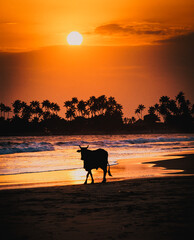 heilige koe op het strand in India bij zonsondergang