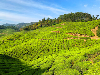 Fototapeta na wymiar Munnar Kerala, Munnar is a town in the Western Ghats mountain range in India’s Kerala state.