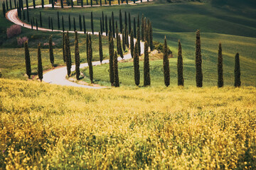 beautiful summer landscape with cypress trees and rolling hills