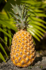 Obraz premium ananas sur fond de feuilles de cocotier