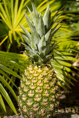 ananas sur fond de feuilles de cocotier