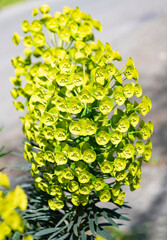 Green blossom spurge cluster of euphorbia plant on natural background