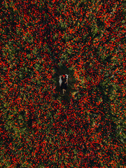 woman laying down on the middle of blooming poppies flowers field