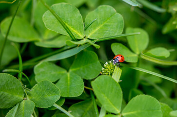 St.Patrick 's Day. Clover field background with ladybug. Spring landscape.