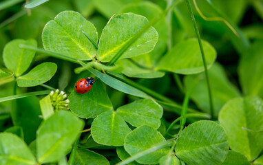 St.Patrick 's Day. Clover field background with ladybug. Spring landscape. © Vera
