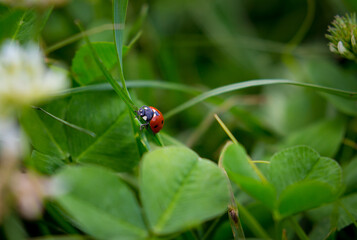 Obraz premium St.Patrick 's Day. Clover field background with ladybug. Spring landscape.