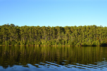 Forest sits on edge of quiet lake.