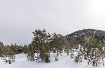 Mountain forest in the winter