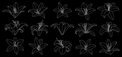 Set of isolated hand drawn outline lily flower vector
